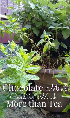 chocolate mint good for munch more than tea in a clay pot on the ground