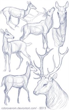 several deers are shown in this drawing