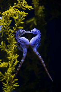 two seahorses in an aquarium with green plants