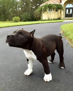 a black and white dog standing on the side of a road next to a house