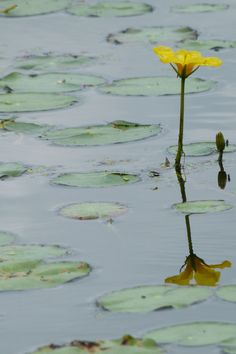 a single yellow flower floating on top of water