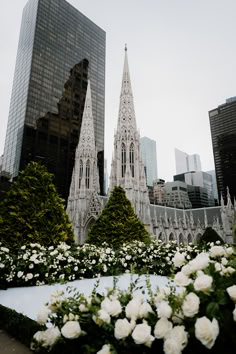 white flowers are in the foreground with tall buildings in the background