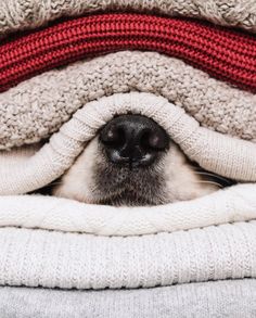 two dogs peeking out from under blankets on top of each other with their eyes closed