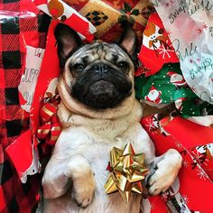 a small pug dog laying on top of presents