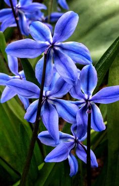 blue flowers are blooming in the garden