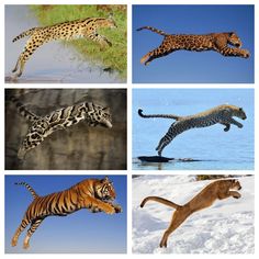 there are four pictures of different animals in the same picture, one is running and one is jumping