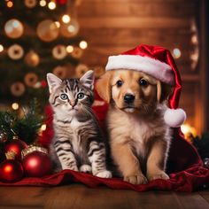 AI art of a puppy wearing a santa claus hat with a tabby kitten sitting in front a Christmas tree. Cats At Christmas, Marry Xmas, Christmas Pet Photos, Holiday Pet Photos, Cat And Dog Photos, Dog Christmas Pictures, Puppies Kittens, Pet Photos, Christmas Pet