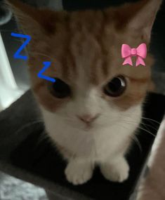 an orange and white cat with a pink bow on it's head looking at the camera