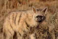 a spotted hyena in the brush looking at the camera