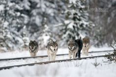 four wolfs are walking along the tracks in the snow