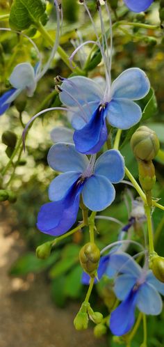 the blue flowers are blooming in the garden