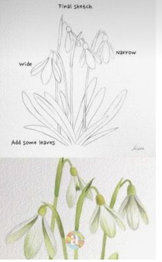 two pictures of flowers with the names of each flower and what they are labeled in