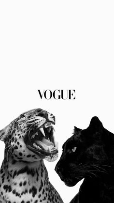 black and white photograph of two leopards facing each other with the word'voge'in front of them