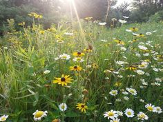 the sun shines brightly on some wildflowers in a grassy area with tall grass