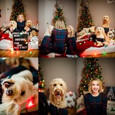 a woman sitting in front of christmas trees with two dogs and a sign that says merry