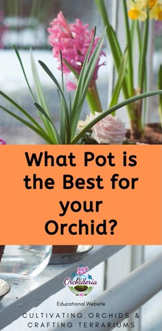 potted plants with text overlay what pot is the best for your orchid?