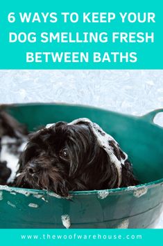 a black and white dog in a green bath tub with the words 6 ways to keep your dog smelling fresh between baths