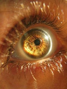 Golden Eyes, Gold Aesthetic, Human Eye, Gold Eyes, Yellow Aesthetic, Camp Half Blood