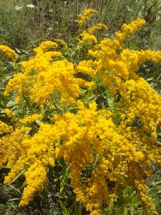 some yellow flowers are growing in the grass