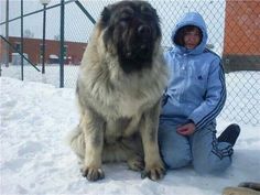 a person sitting in the snow with a large dog next to them and one is wearing a blue hoodie