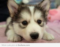 a close up of a small dog laying on a bed