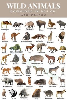 the wild animals are shown in this poster, which includes different types and colors for each animal