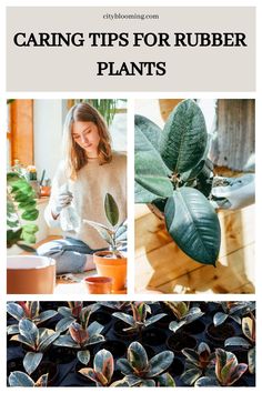 Person tending to a rubber plant indoors; close-ups of the plant's glossy leaves and a nursery with multiple rubber plants. Epsom Salt Garden