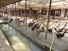 chickens are lined up in an enclosure by the water