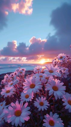 the sun is setting behind some daisies by the water