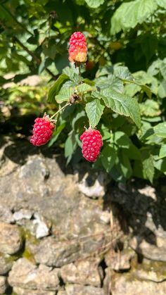 raspberries growing on the branch of a tree with green leaves and rocks in the background