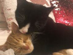 two cats cuddle together on a bed with red sequins in the background