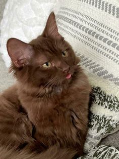 a brown cat laying on top of a bed