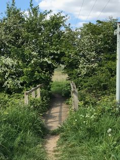 a wooden path in the middle of some grass and trees with power lines above it