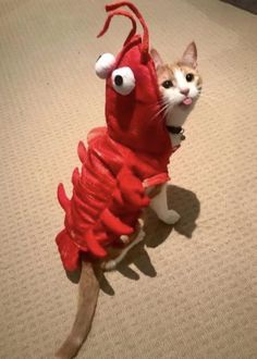 7 Halloween Costumes for Your Cat for 2023 | Cute Cat Outfits Cat Cosplay, Pet Costumes, Oui Oui