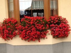 red flowers are growing in the window boxes