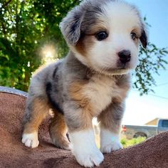 a small puppy standing on top of a brown and white blanket next to a tree