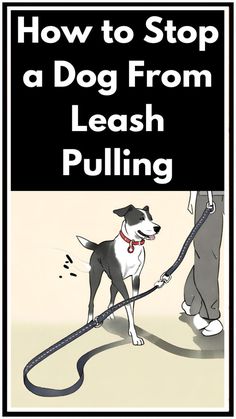 a dog pulling a leash with the words how to stop a dog from leash pulling