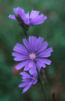 two purple flowers with green leaves in the background