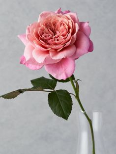 a single pink rose in a vase on a white tablecloth with grey background,