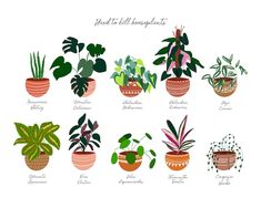 an illustrated guide to houseplants