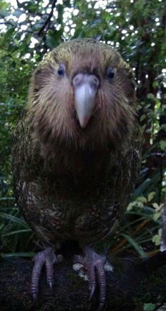 a close up of a bird on a branch in front of some bushes and trees