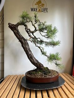 a bonsai tree in a pot on a table with the logo way life behind it