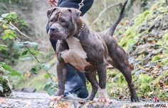 a brown and white dog standing on top of a leaf covered ground next to a person