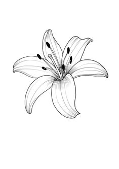 a drawing of a white lily on a white background with black dots in the center