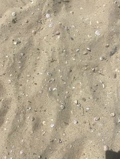 the shadow of a person standing in the sand with shells on it's side