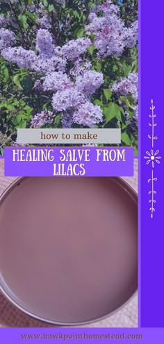 This recipe for how to make lilac salve is an easy-to-make useful flower salve. Made with just a few ingredients, lilac salve can be used on your skin for many benefits, including dry and itchy skin, acne, sunburn, and helping tighten and tone the skin. It can be used for any skin type Lilac Salve Recipe, Making Salves, Herbal Medicine Recipes, Diy Herbal Remedies, Holistic Recipes, Herbal Salves, Medical Herbs