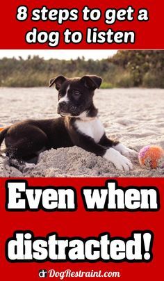 a black and white dog laying on top of a sandy beach next to a ball