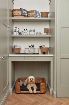 a dog sits in his bed under the shelves