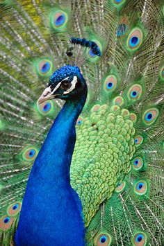 a peacock with its feathers spread out