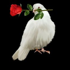 a white bird holding a red rose in its beak